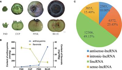 Genome-wide identification and comprehensive analysis reveal potential roles of long non-coding RNAs in fruit development of southern highbush blueberry (Vaccinium corymbosum L.)